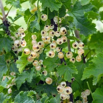Bar-le-duc White Currant 3 Bar-le-duc White Currant