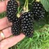 Big Daddy Blackberry -Raintree Nursery 81NeUsjhclS. AC SX679