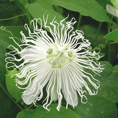 Passiflora SnowPop™ 3 Passiflora SnowPop™