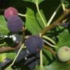 Hardy Chicago Fig -Raintree Nursery Chicago Hardy Fig Tree 1000x1000 c