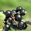 Laxton's Giant Black Currant -Raintree Nursery CoronetBlackCurrant 5d1ebfaf 77b6 4c9e 83d2 5aabad5748ce