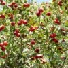 Red Azarole Hawthorn -Raintree Nursery Crataegus azarolus Frucht 1