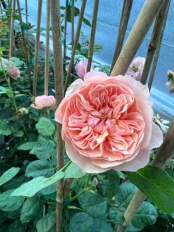 FLAVORETTE™ Honey-Apricot Rose 8 FLAVORETTE™ Honey-Apricot Rose -Raintree Nursery D523EFDA 5A0E 479B 842A 2757DCD6376E