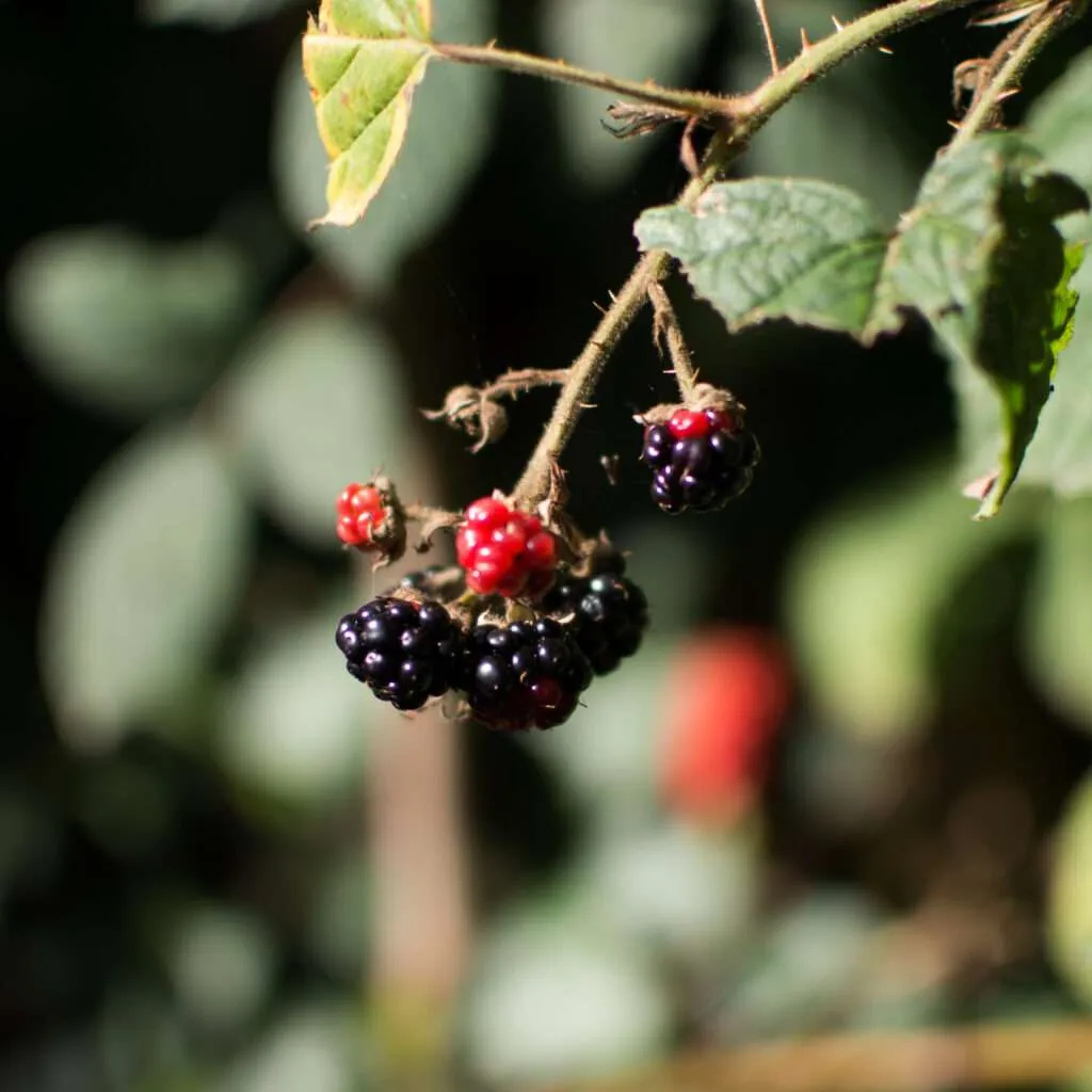 Raintree Nursery -Raintree Nursery Foraging Course Septtember 2015 2 1024x1024 1