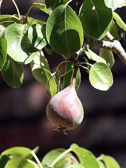 Moonglow Pear -Raintree Nursery MoonGlow Pyrus communis leaffruit Jean ccby20