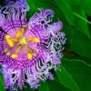 Passiflora PinkPop™ -Raintree Nursery PinkPopPassiflora 1
