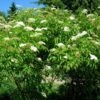 American Elderberry 1 American Elderberry -Raintree Nursery Sambucus canadensis