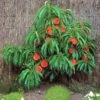 Pix Zee Dwarf Peach - Miniature -Raintree Nursery Trixzie Pixzee Peach Tree 54472 zoom 2