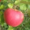 Red Boskoop Apple -Raintree Nursery a161 red boskoop 1