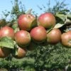 Granniwinkle Cider Apple -Raintree Nursery a387 granniwinkle p 27