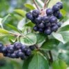 Raintree Select Aronia 2 Raintree Select Aronia -Raintree Nursery aroure