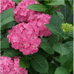 New Products 6 Let's Dance ¡Arriba!® Reblooming Hydrangea