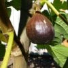 Beall Fig 2 Beall Fig -Raintree Nursery beall 1 1