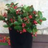 Berry Cascade ™ Wintergreen -Raintree Nursery berrycas w logojpeg 1