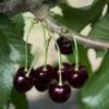 Black Tartarian Cherry -Raintree Nursery black tartarian 600x635 1