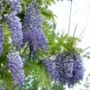 Alpha Blue Moon Wisteria 1 Alpha Blue Moon Wisteria -Raintree Nursery bluemoon