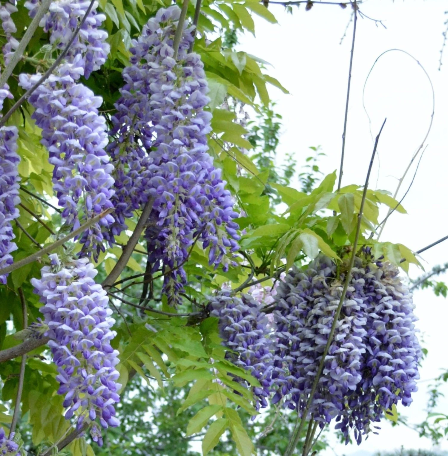 Alpha Blue Moon Wisteria 3 Alpha Blue Moon Wisteria