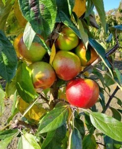 Blushing Delight™ Urban™ Columnar Apple