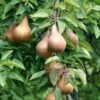 Bosc European Pear -Raintree Nursery bosc pear 1