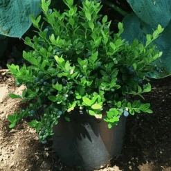 Gaylussacia Brachycera 'Berried Treasure'â„¢