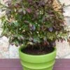 Cabernet Splash ™ Blueberry -Raintree Nursery cabsplash w logo 1