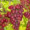 Canadice Seedless Grape 1 Canadice Seedless Grape -Raintree Nursery canadice grape 1