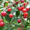 Balaton™ Cherry -Raintree Nursery cherries joylandis