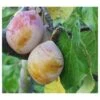 Coe's Golden Drop European Plum 2 Coe's Golden Drop European Plum -Raintree Nursery coes g drop