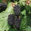 Columbia Star Thornless Blackberry 2 Columbia Star Thornless Blackberry -Raintree Nursery columbia star 1