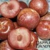Combo Pluot Tree (4 Varieties) -Raintree Nursery dappledandy
