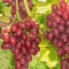 Einset Seedless Grape