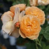 FLAVORETTE™ Honey-Apricot Rose -Raintree Nursery falvapri2