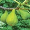Lattarula Fig -Raintree Nursery fg201 EG figs varieties 5