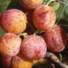 Combo Mirabelle Plum (4 Varieties) 2 Combo Mirabelle Plum (4 Varieties) -Raintree Nursery geneva mirabelle 16ee4f44 111e 4792 8dee 26d67292e5fb 1