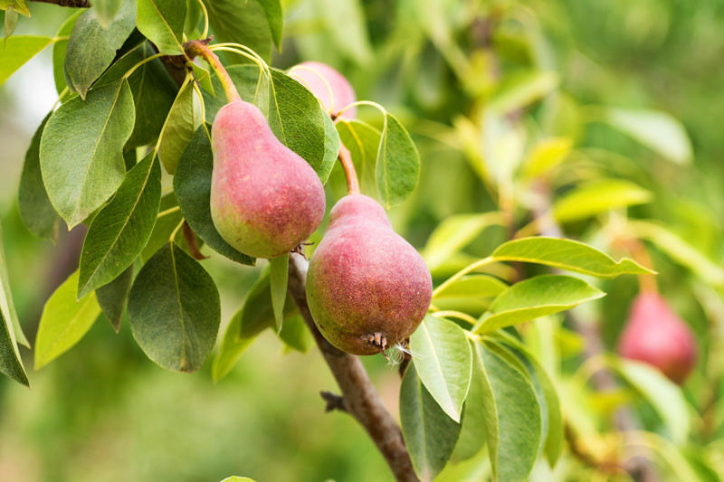 Raintree Nursery -Raintree Nursery growing pears at home