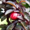 Hollywood Asian Plum 1 Hollywood Asian Plum -Raintree Nursery hollywood plum 1 1