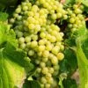 Hope Seedless Grape -Raintree Nursery hope grape 1