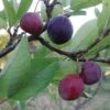 Premier Beach Plum -Raintree Nursery httpraintreenursery.netpbeech plum pg 49