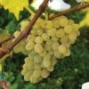 Neptune Seedless Grape -Raintree Nursery httpraintreenursery.netpneptunegrape1