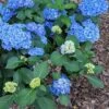 Double Down® Hydrangea -Raintree Nursery hydd