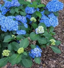 New Products 1 Double Down® Hydrangea