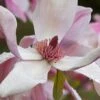 Daybreak Magnolia -Raintree Nursery iStock 542290630 1920x1280 1