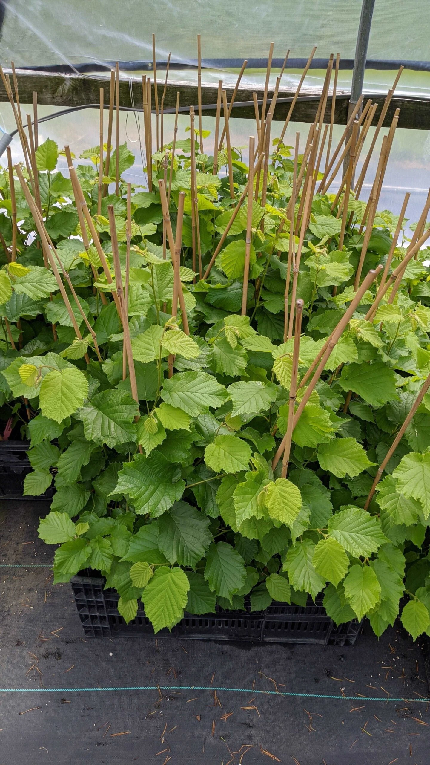 McDonald Filbert Hazelnut 2 McDonald Filbert Hazelnut