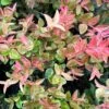 Cascade Sunburst™ Huckleberry -Raintree Nursery image 1