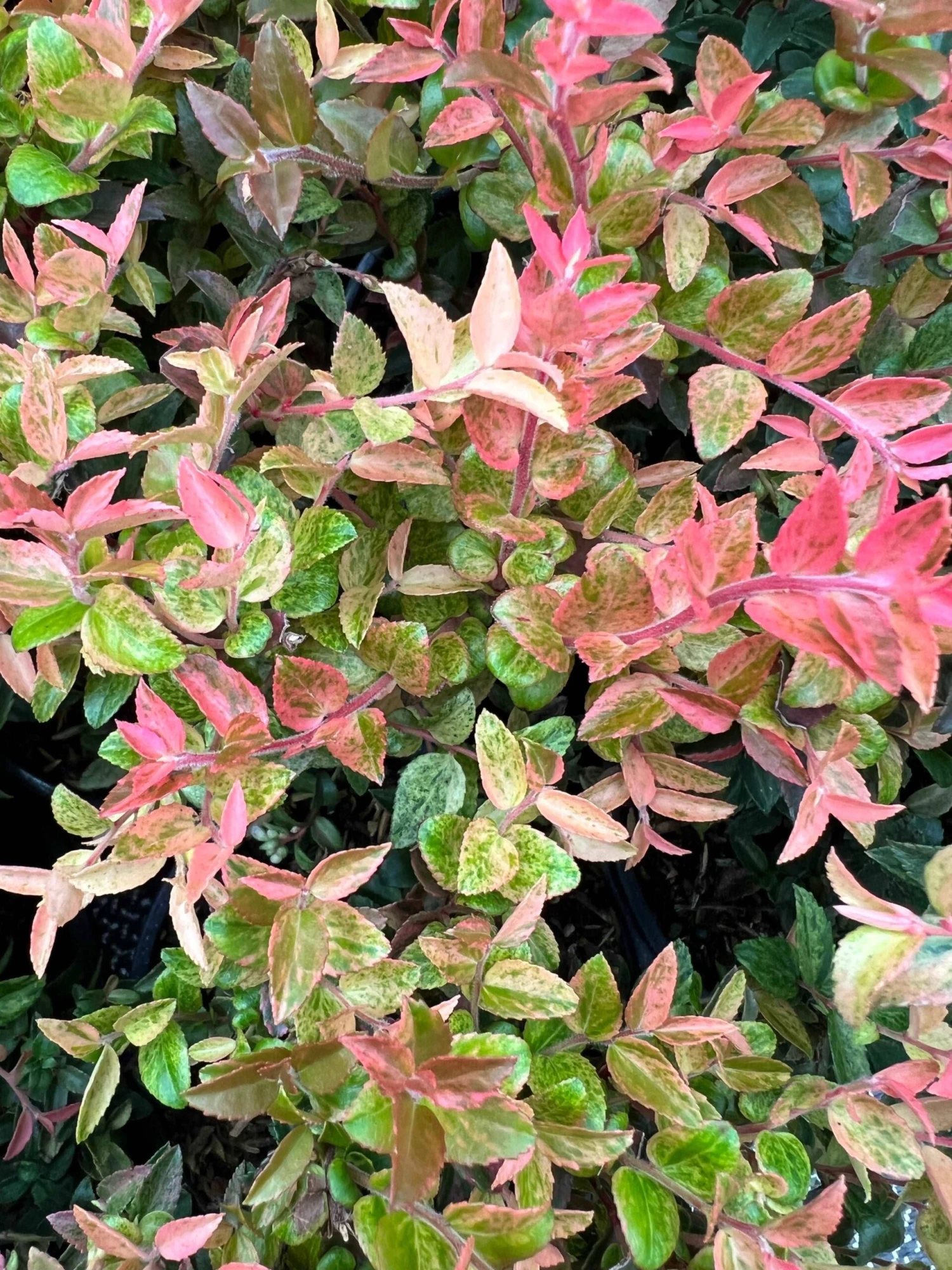 Cascade Sunburst™ Huckleberry 3 Cascade Sunburst™ Huckleberry