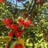 Surefire Pie Cherry -Raintree Nursery img 20180730 091803 01 1