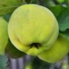 Karp's Sweet Quince -Raintree Nursery karps close