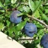Kirke's Blue European Plum 2 Kirke's Blue European Plum -Raintree Nursery kirkes blue 1