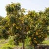 Loquat Seedling -Raintree Nursery loquat 2 1