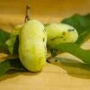 Mango Paw Paw -Raintree Nursery lpc 2 180917 8216 picked pawpaws and leaves scaled 1